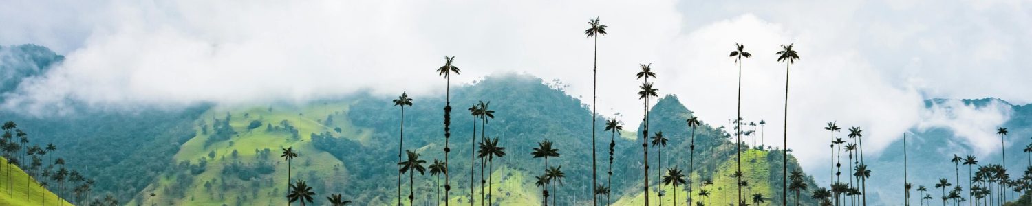 Beautiful view of the Valle de Cocora with iconic wax palms and lush green hills in Colombia.